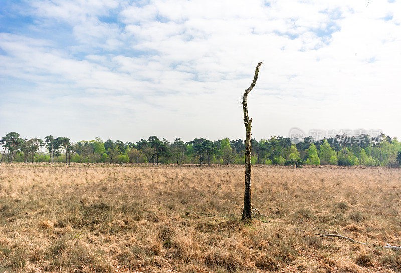 Strijbeek moreland死桦树